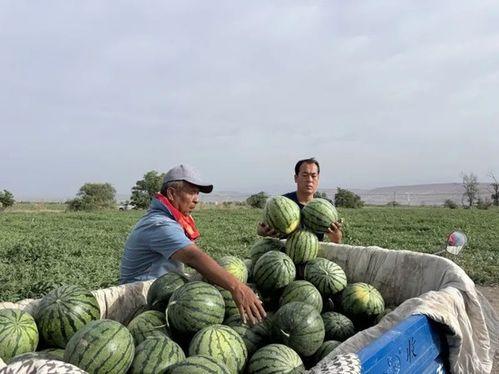阴山出奇石群众吃瓜