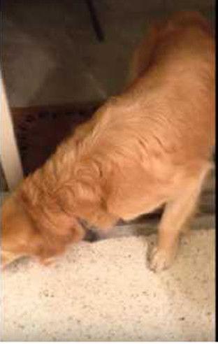 金毛成了吃瓜群众,趣味横生的生活瞬间